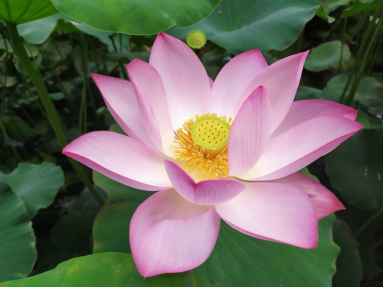 Context image: lotus flower in bloom on water.