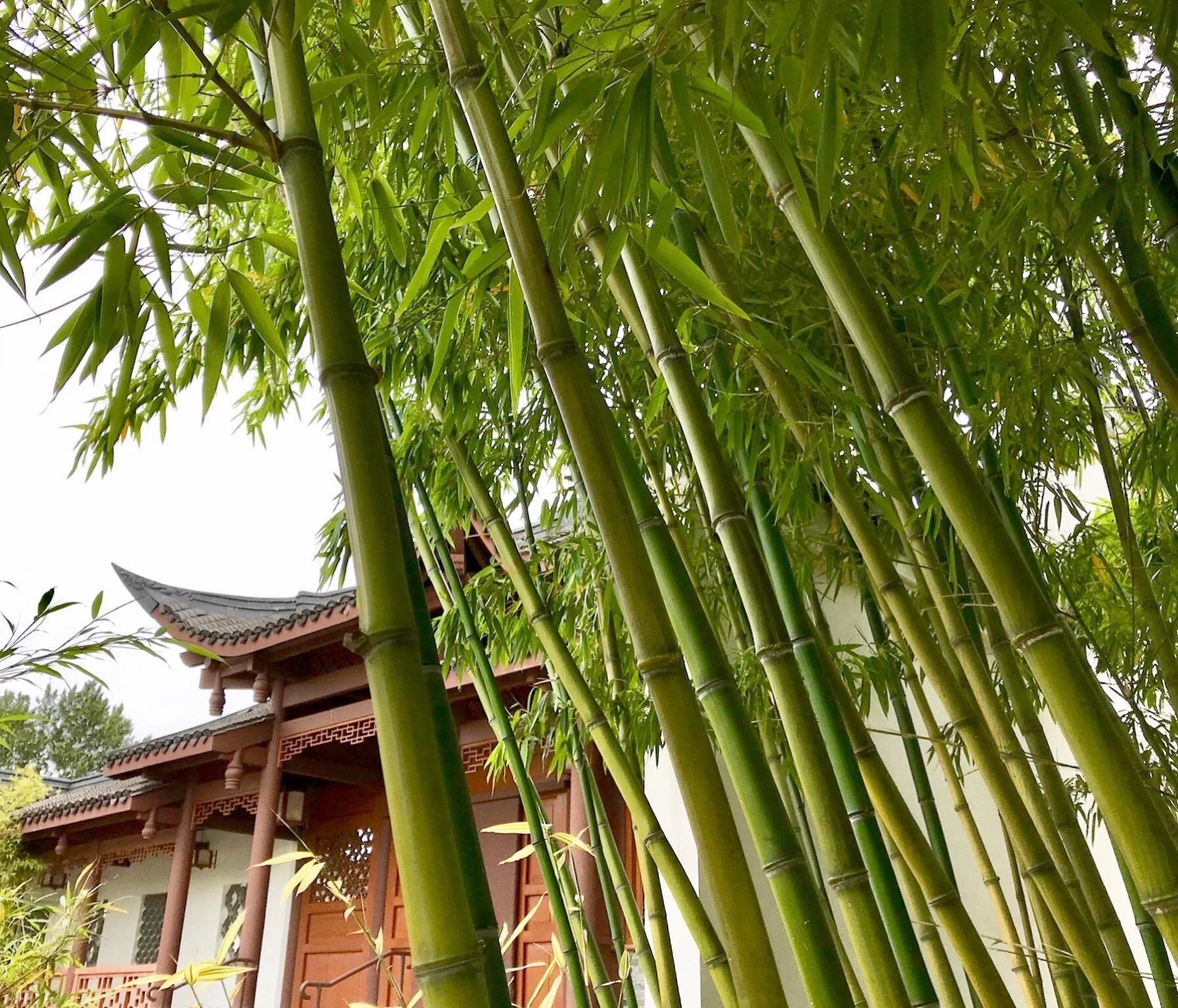 Bamboo grove and traditional pavilion architecture at Seattle Chinese Garden in West Seattle.